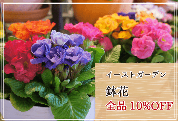 イーストガーデン 週末限定鉢花10%OFF