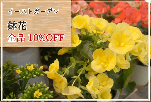 イーストガーデン 週末限定鉢花10%OFF