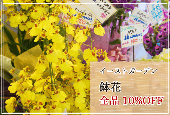 イーストガーデン 週末限定鉢花10%OFF