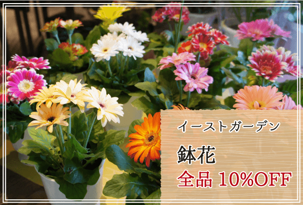 イーストガーデン 週末限定鉢花10%OFF
