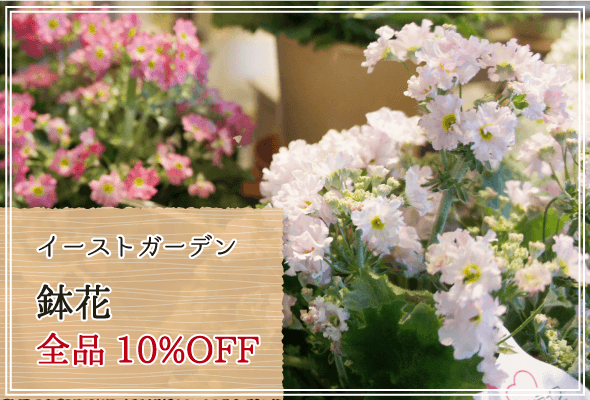 イーストガーデン 週末限定鉢花10%OFF