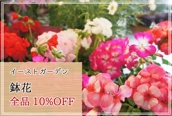 イーストガーデン 週末限定鉢花10%OFF
