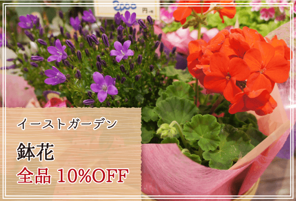 イーストガーデン 週末限定鉢花10%OFF