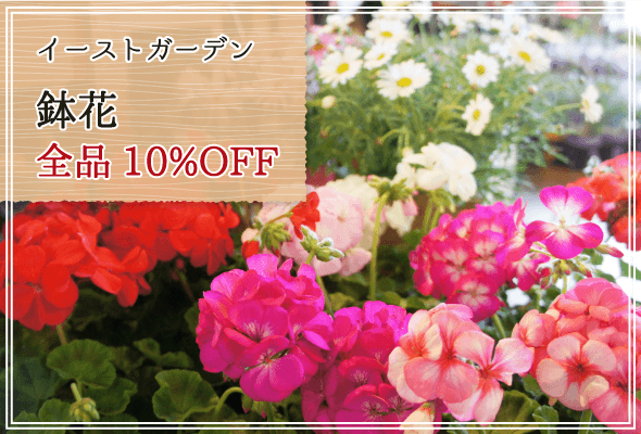 イーストガーデン 週末限定鉢花10%OFF