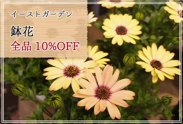 イーストガーデン 週末限定鉢花10%OFF