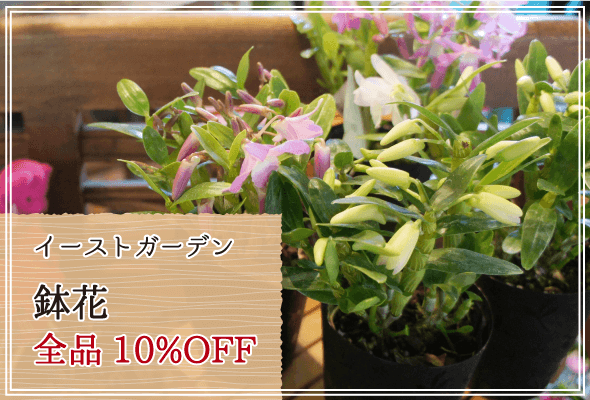 イーストガーデン 週末限定鉢花10%OFF