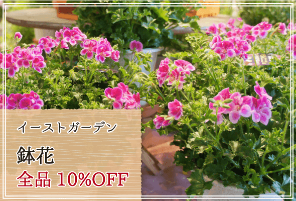 イーストガーデン 週末限定鉢花10%OFF