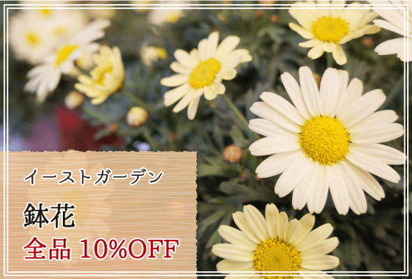 イーストガーデン 週末限定鉢花10%OFF