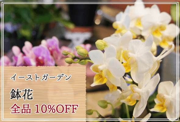 イーストガーデン 週末限定鉢花10%OFF