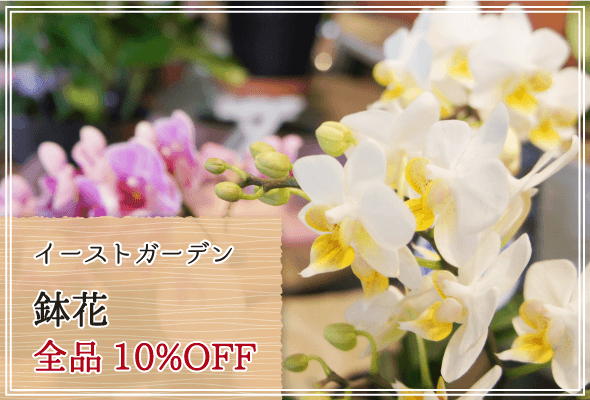 イーストガーデン 週末限定鉢花10%OFF