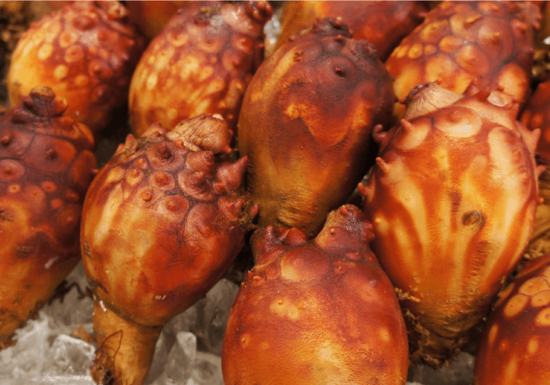 サイキシー 岩手県三陸産 活ホヤ