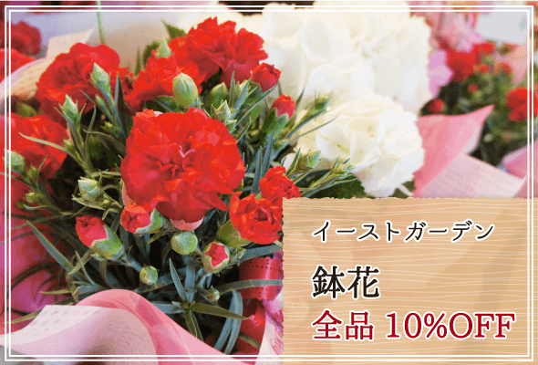 イーストガーデン 週末限定鉢花10%OFF
