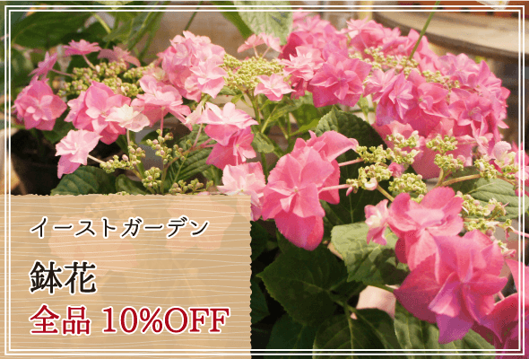 イーストガーデン 週末限定鉢花10%OFF