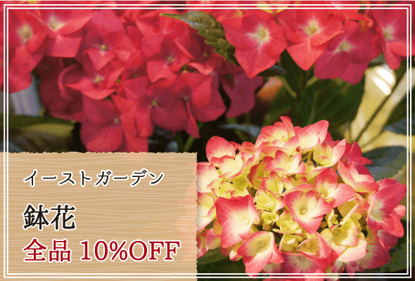 イーストガーデン 週末限定鉢花10%OFF