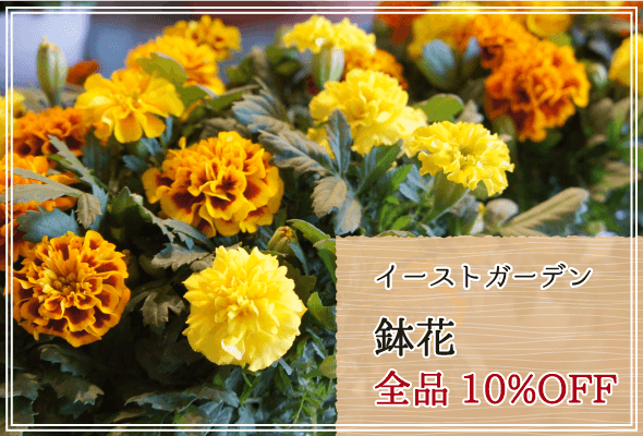 イーストガーデン 週末限定鉢花10%OFF