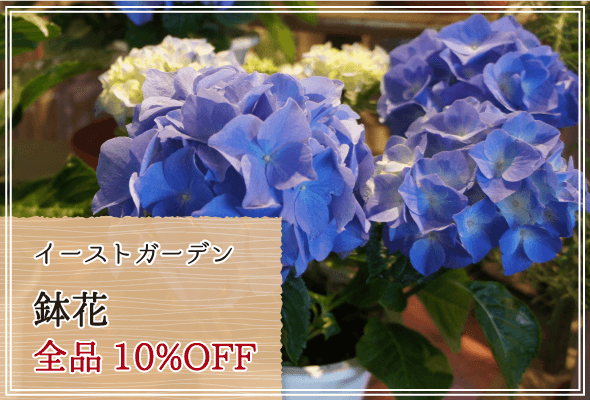 イーストガーデン 週末限定鉢花10%OFF
