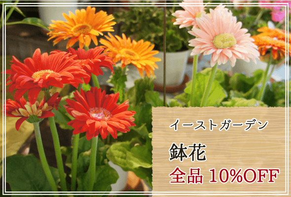 イーストガーデン 週末限定鉢花10%OFF