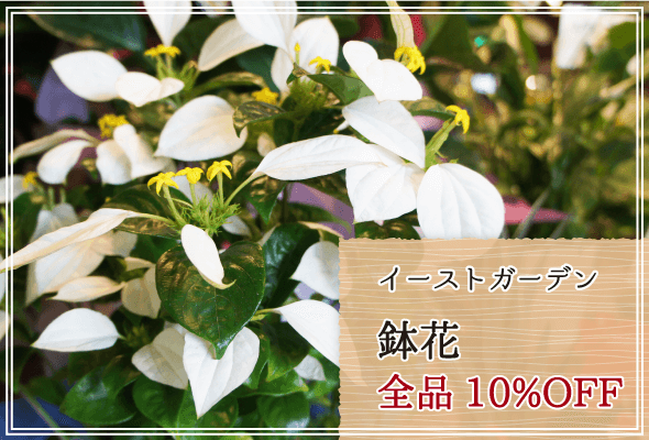 イーストガーデン 週末限定鉢花10%OFF