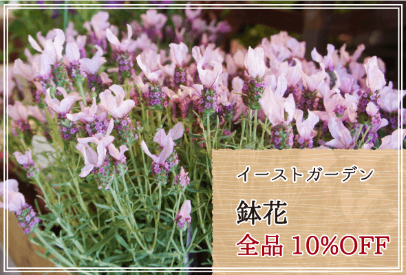 イーストガーデン 週末限定鉢花10%OFF