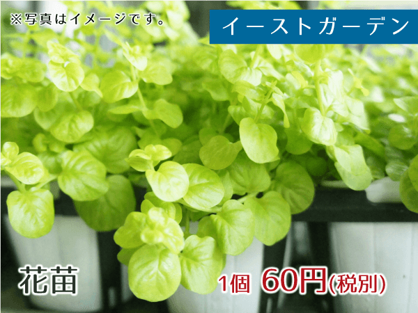 イーストガーデン 花苗 60円(税別)
