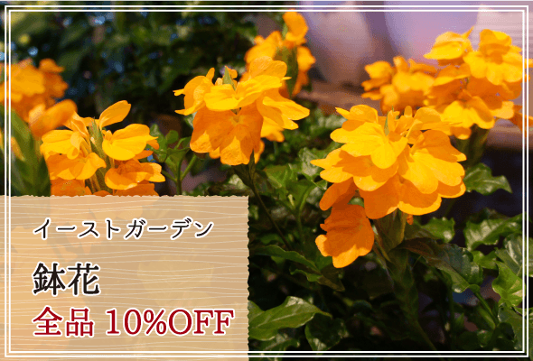 イーストガーデン 週末限定鉢花10%OFF