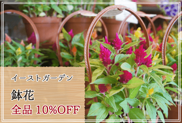 イーストガーデン 週末限定鉢花10%OFF