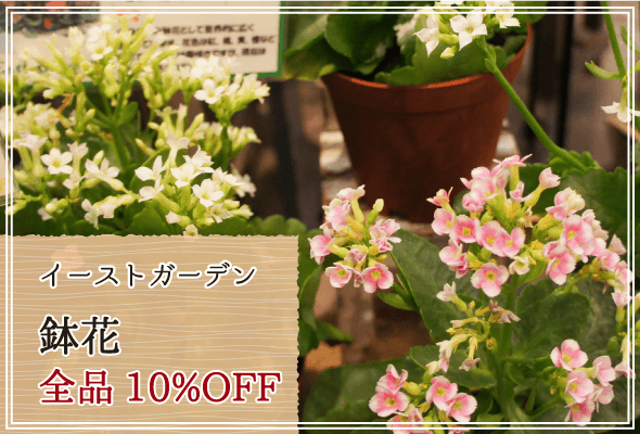 イーストガーデン 週末限定鉢花10%OFF