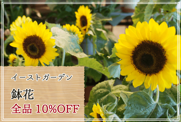 イーストガーデン 週末限定鉢花10%OFF
