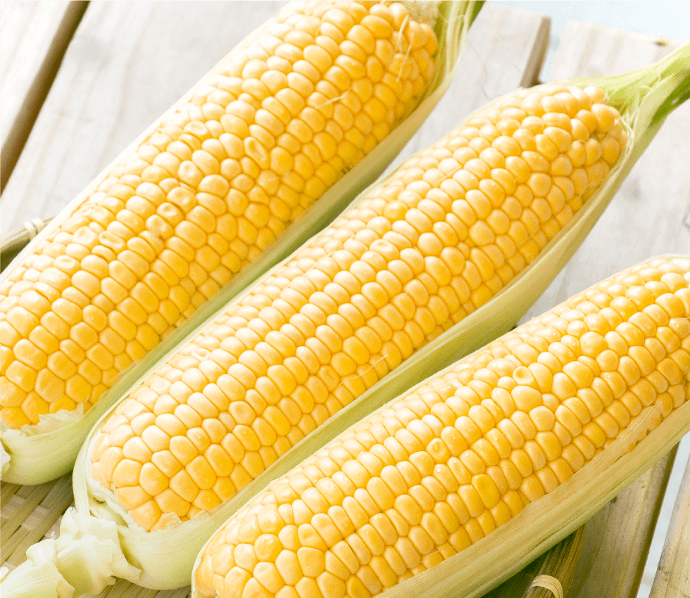 山形県産 朝採りとうもろこし