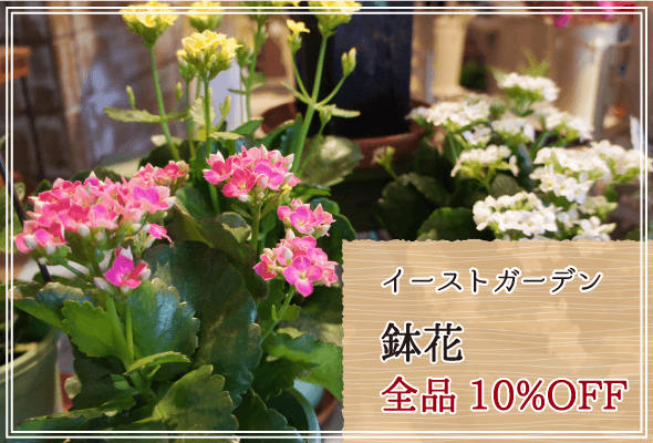 イーストガーデン 週末限定鉢花10%OFF