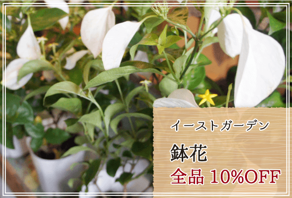 イーストガーデン 週末限定鉢花10%OFF