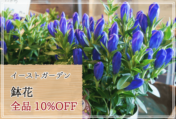 イーストガーデン 週末限定鉢花10%OFF