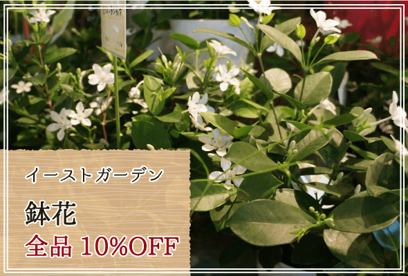 イーストガーデン 週末限定鉢花10%OFF