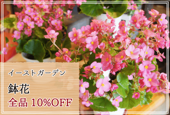 イーストガーデン 週末限定鉢花10%OFF