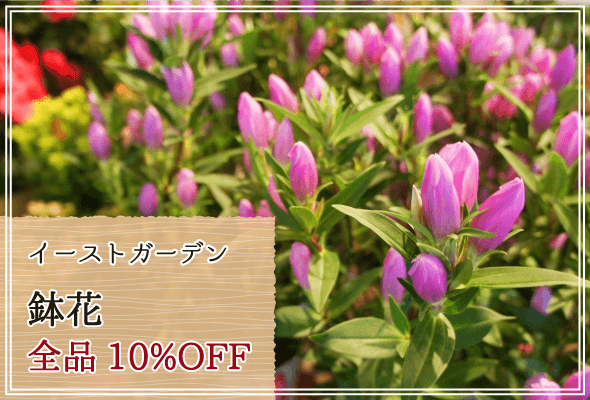 イーストガーデン 週末限定鉢花10%OFF
