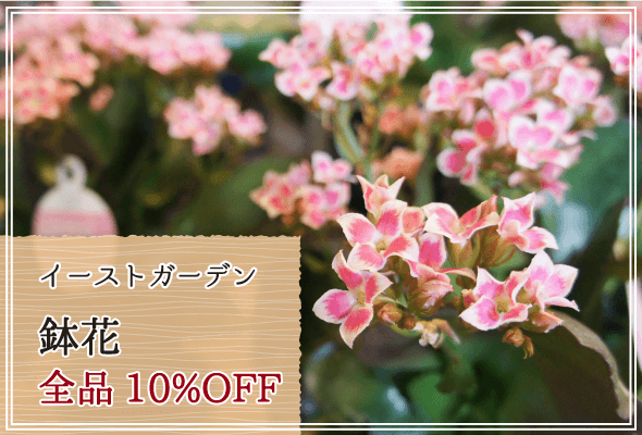 イーストガーデン 週末限定鉢花10%OFF