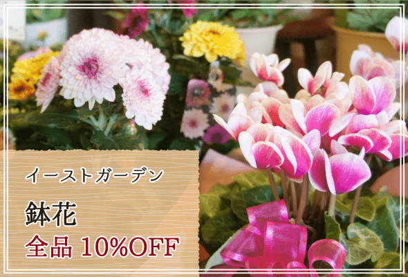 イーストガーデン 週末限定鉢花10%OFF