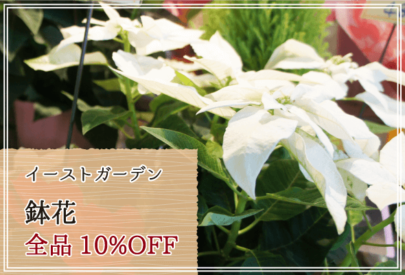 イーストガーデン 週末限定鉢花10%OFF