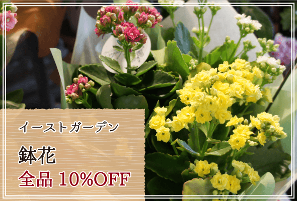 イーストガーデン 週末限定鉢花10%OFF
