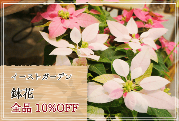 イーストガーデン 週末限定鉢花10%OFF