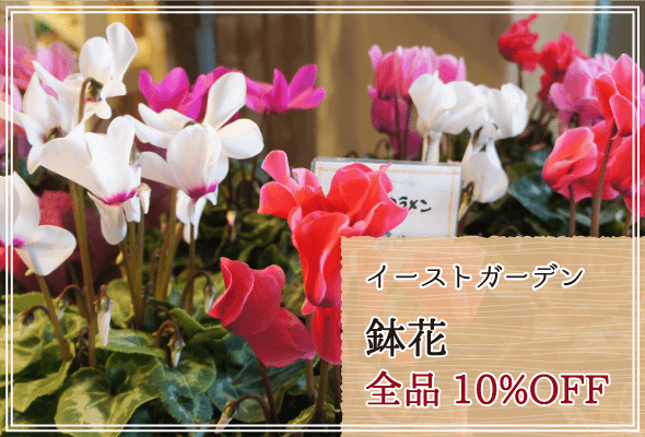 イーストガーデン 週末限定鉢花10%OFF