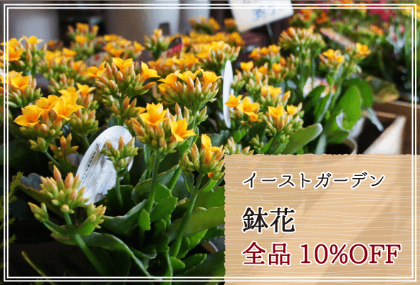 イーストガーデン 週末限定鉢花10%OFF
