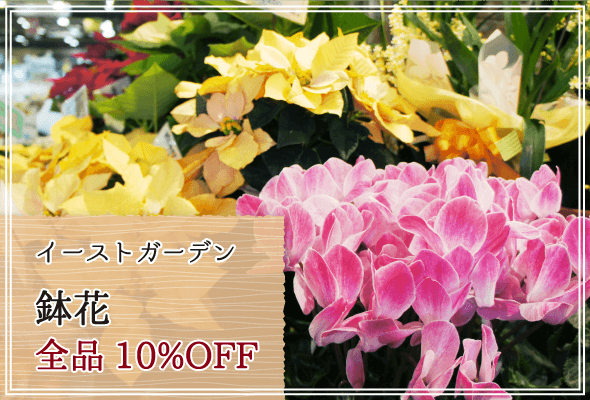イーストガーデン 週末限定鉢花10%OFF