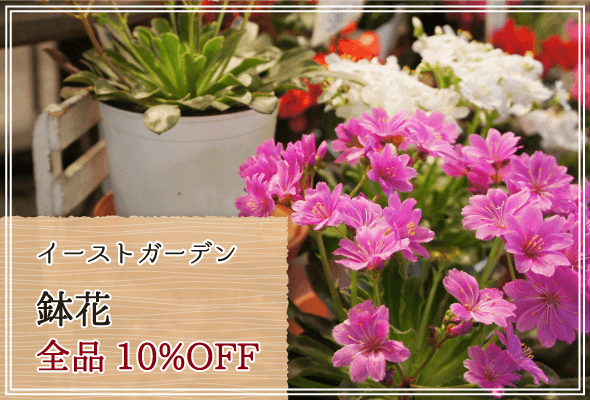 イーストガーデン 週末限定鉢花10%OFF