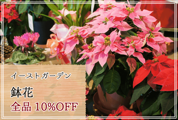 イーストガーデン 週末限定鉢花10%OFF