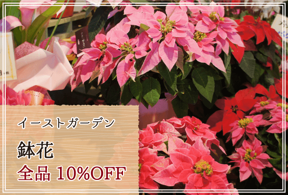 イーストガーデン 週末限定鉢花10%OFF