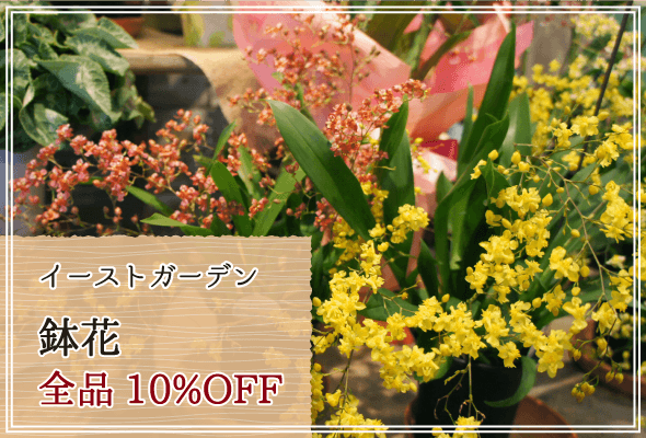 イーストガーデン 週末限定鉢花10%OFF