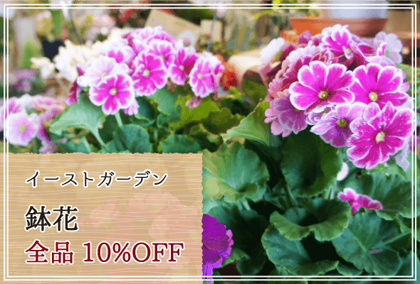 イーストガーデン 週末限定鉢花10%OFF