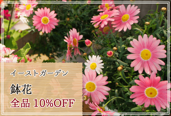 イーストガーデン 週末限定鉢花10%OFF