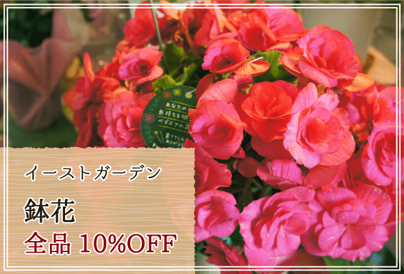 イーストガーデン 週末限定鉢花10%OFF